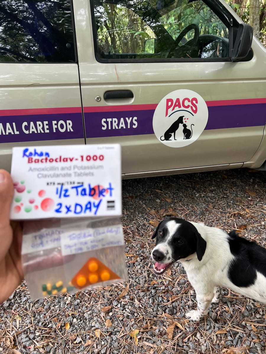 Phangan Animal Care For Strays, Thailand